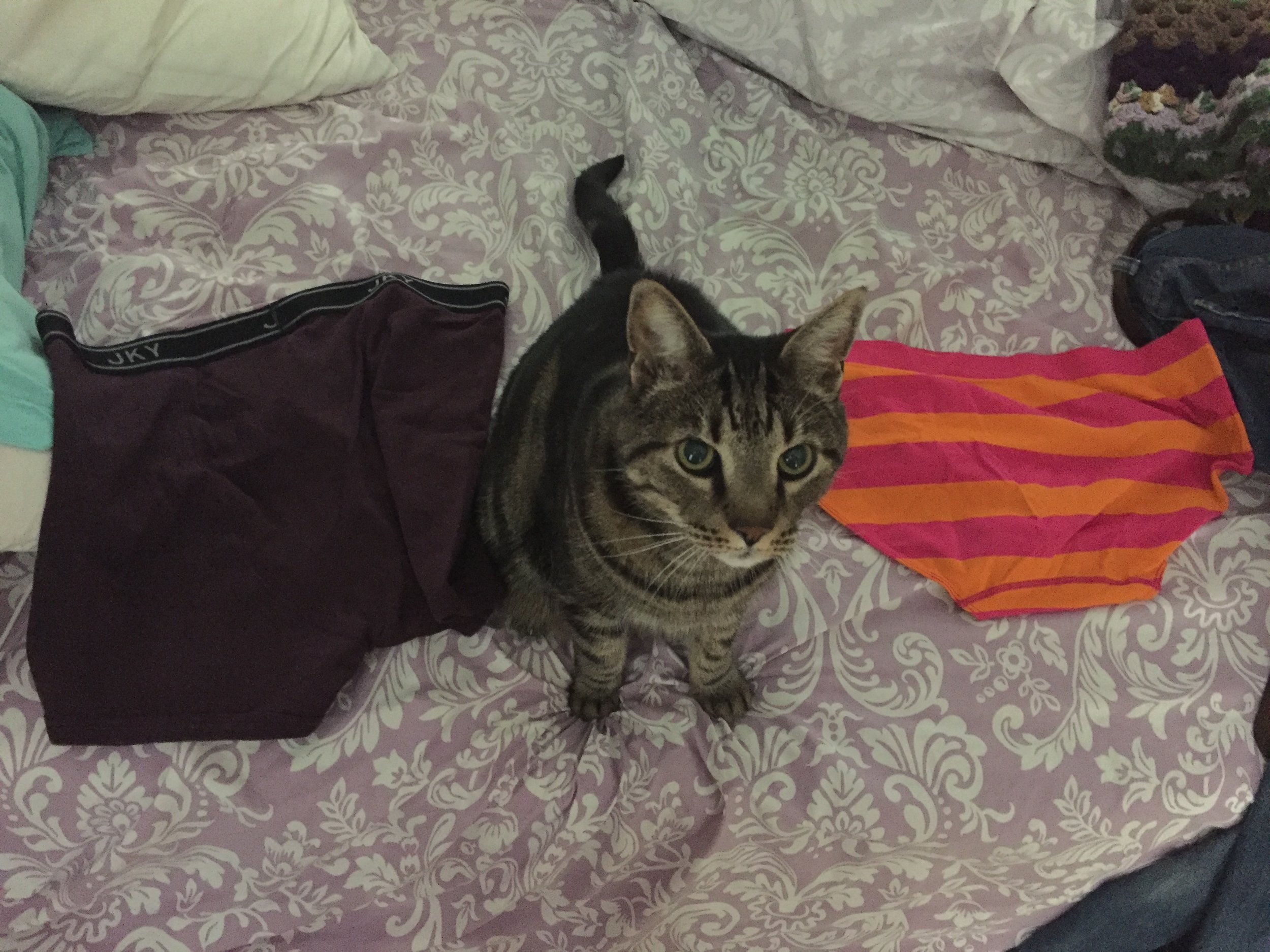 Two pairs of my underpants. Technically only one pair is a pair of panties. Cat (Yang) included for size comparison. Which I suppose is a form of refangulation itself, so, a double!