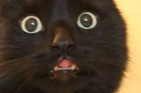 Panic cat is panicking.