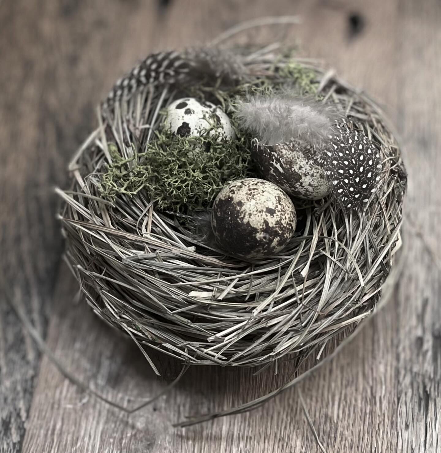 Easter Nest

#easter #nest #handmade #fragility #resilience #beautyinnature #newlife #hope #spring #eggshells #feathers #simplicity #complexity