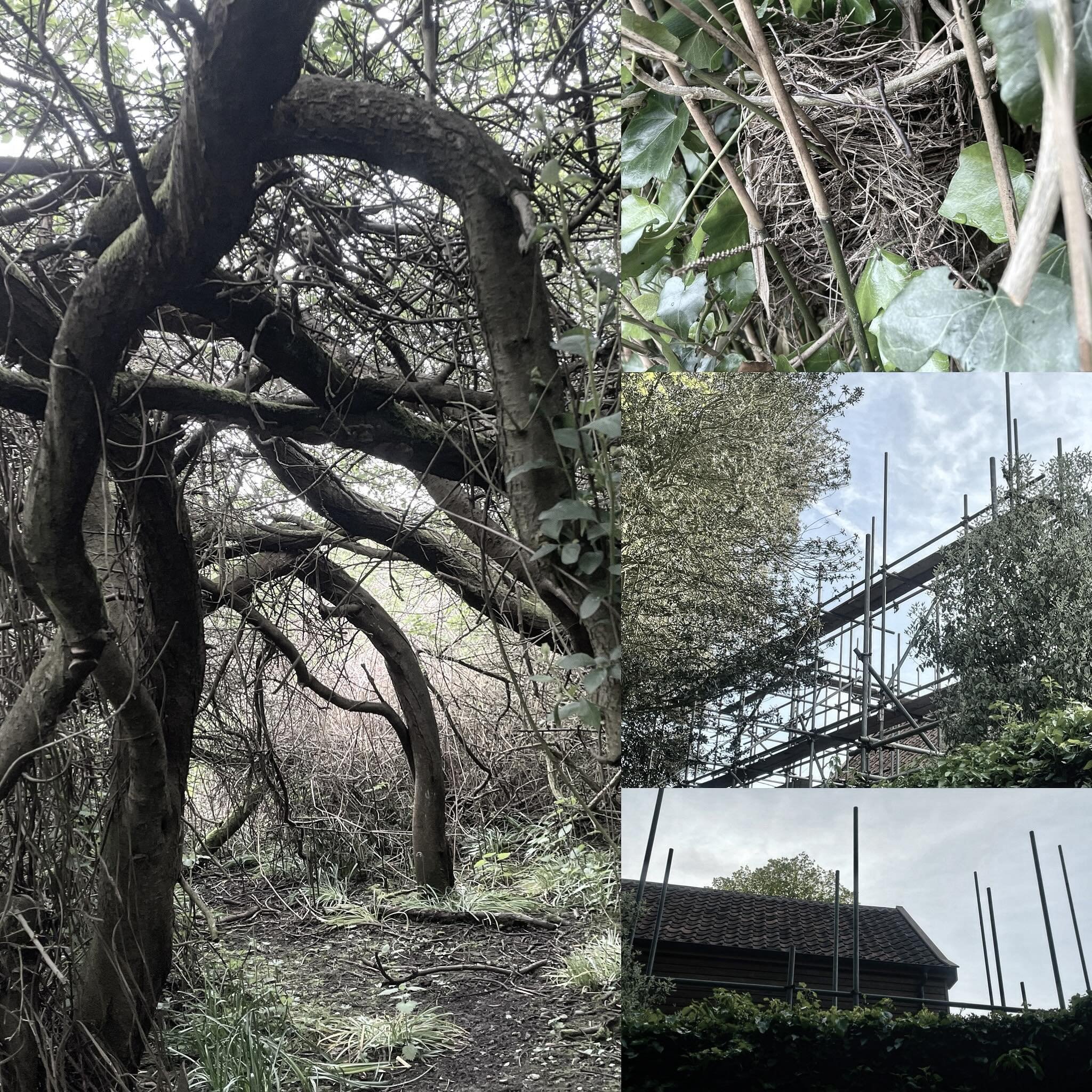 S C A F F O L D I N G in Suffolk. 
Natural and man made.

#scaffolding #trees #nest #bamboo #undergrowth #nature #entwined #complexstructures #manbuiltscaffolding #vernaculararchitecture #structures #fragility #resilience #support #precariousness #ti