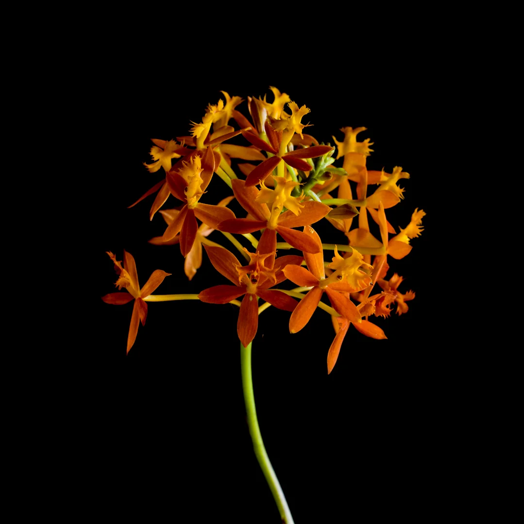 Flower.jpg