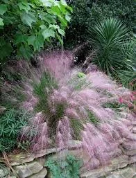 Pink Muhly Grass
