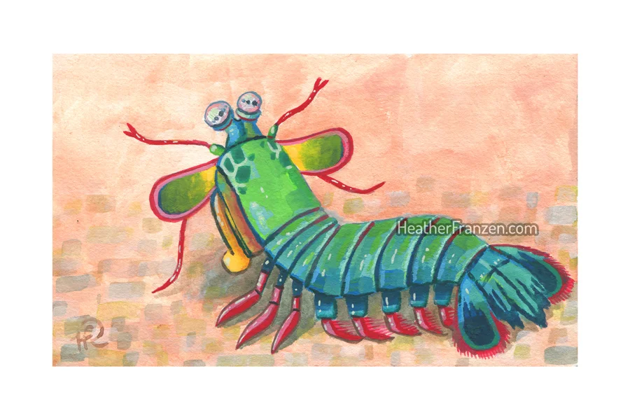 mantis-shrimp.jpg