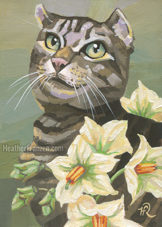 tabby cat with potato flowers around her