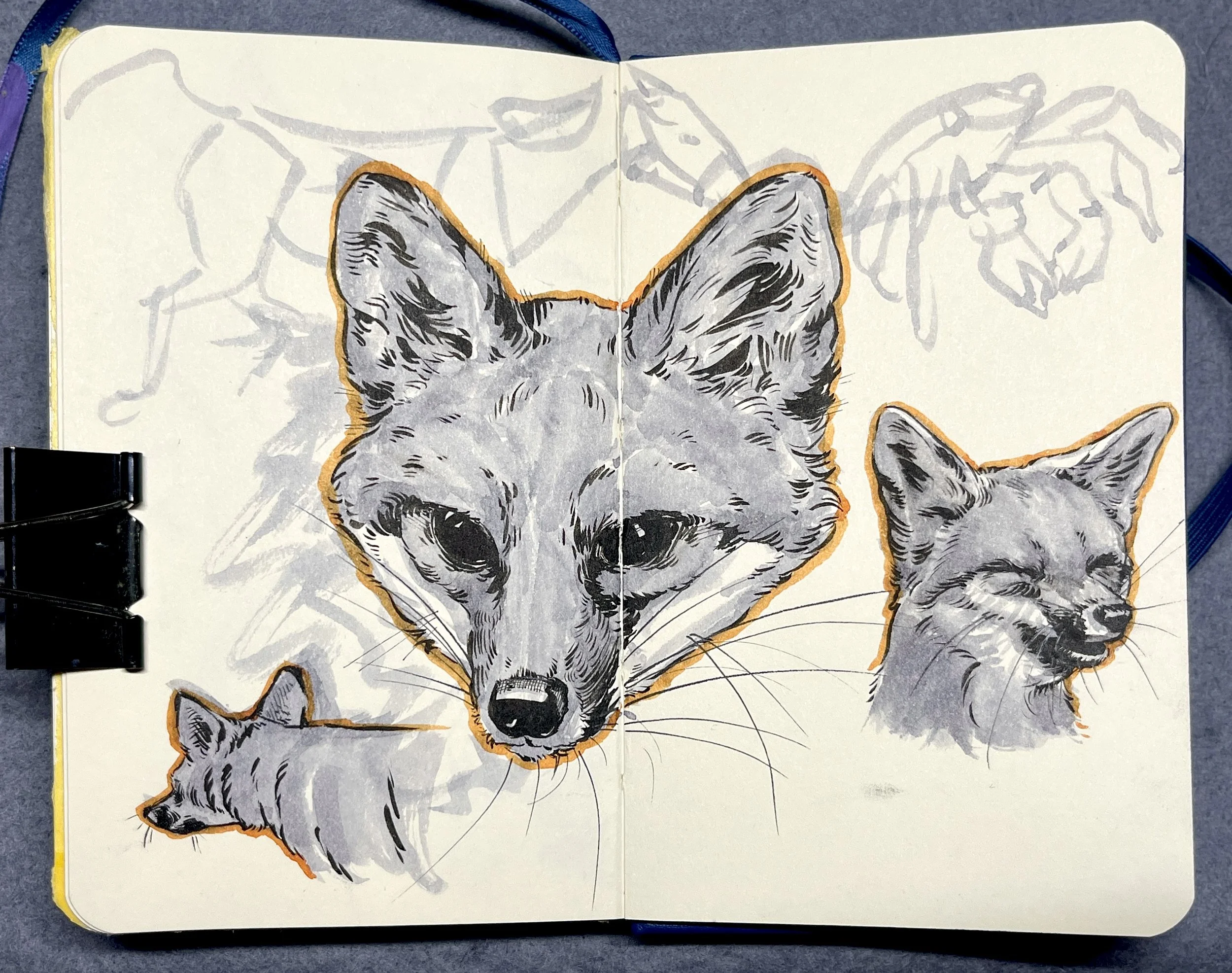 sketches of island foxes on top of gesture sketches of a horse and a crab.