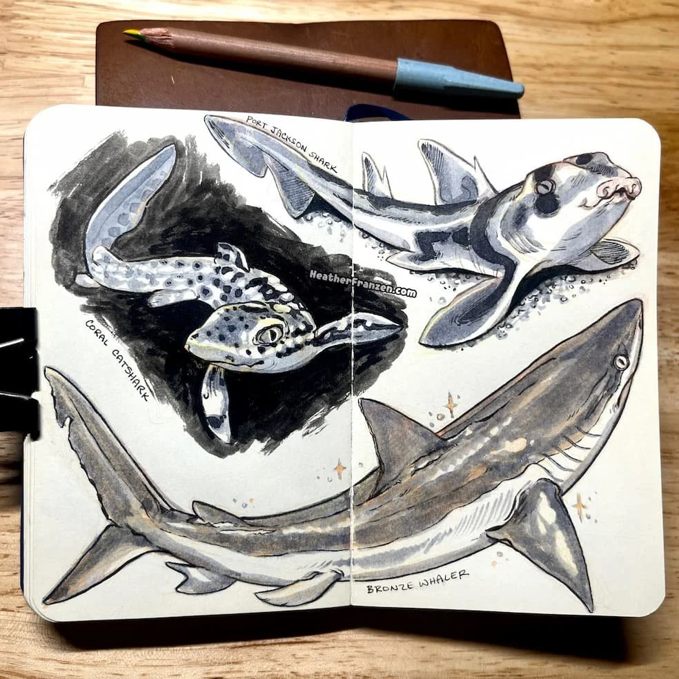 sketchbook spread of sharks: a coral catshark, a port jackson shark, and a bronze whaler