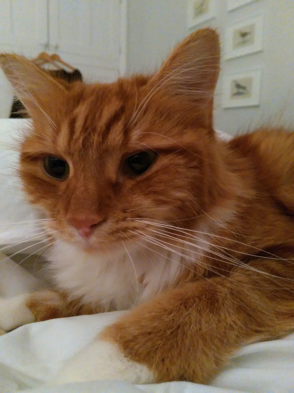 Blog.Lyme.Regis.Cat.jpg