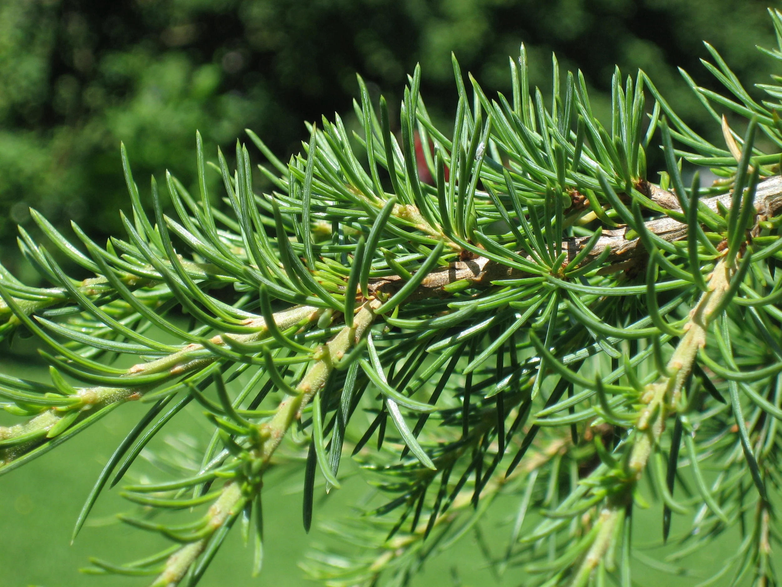 Cedrus_libani_shoot.jpg