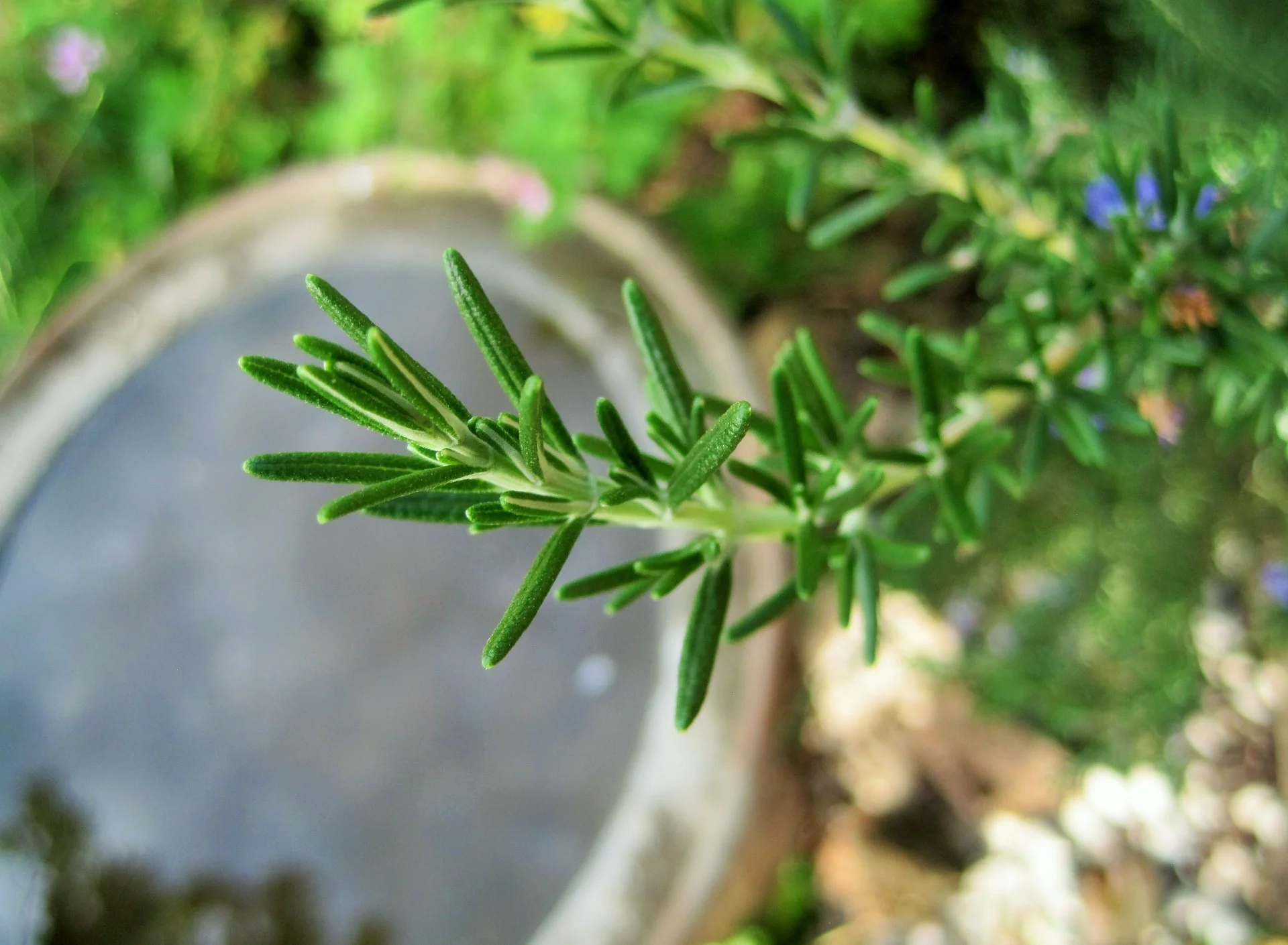 sprig-of-rosemary.jpg