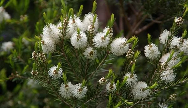 tea-tree_Eric-Hunt-Flickr-600x346.jpg