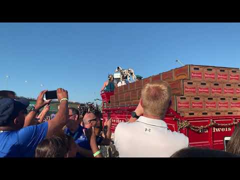 Up Close with the Budweiser Clydesdales