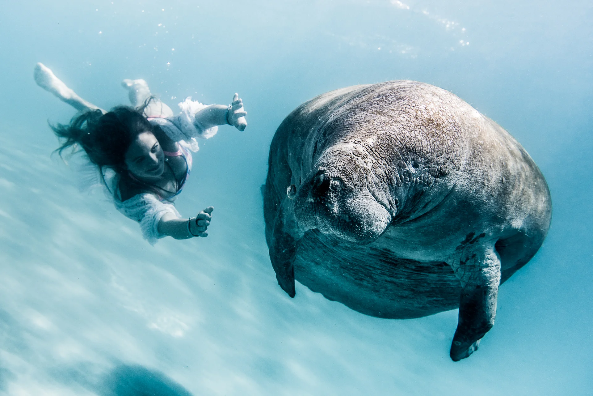 Manatee-188-2.jpg