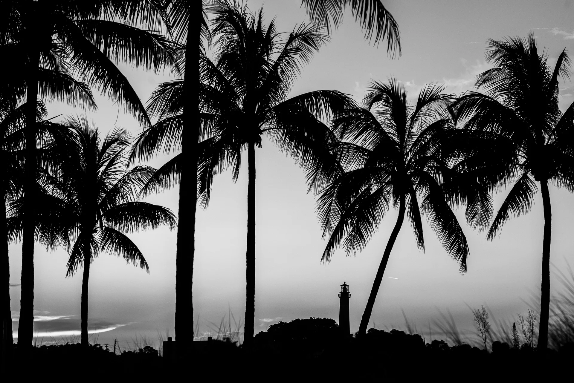 Palms and Lighthouse-169.jpg