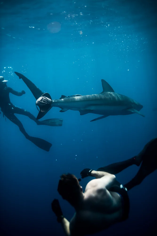 SharkaddictsFirstDive-1245.jpg