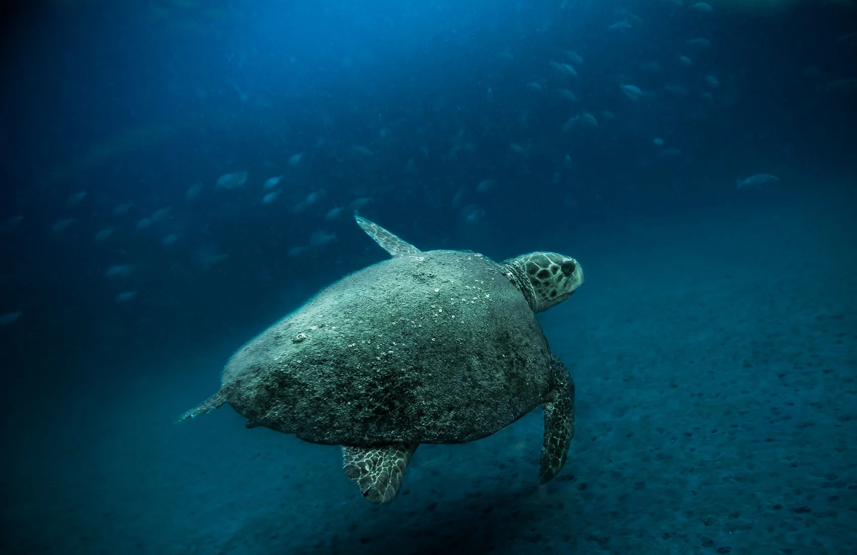Jupiter Head Dive Offshore-104.jpg