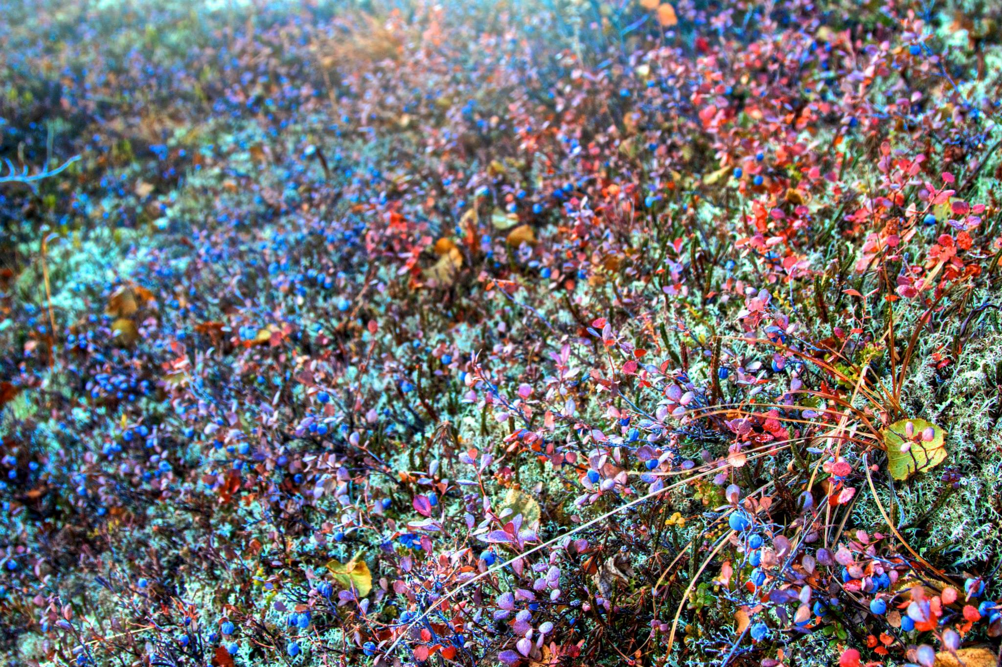 Millions of blueberries