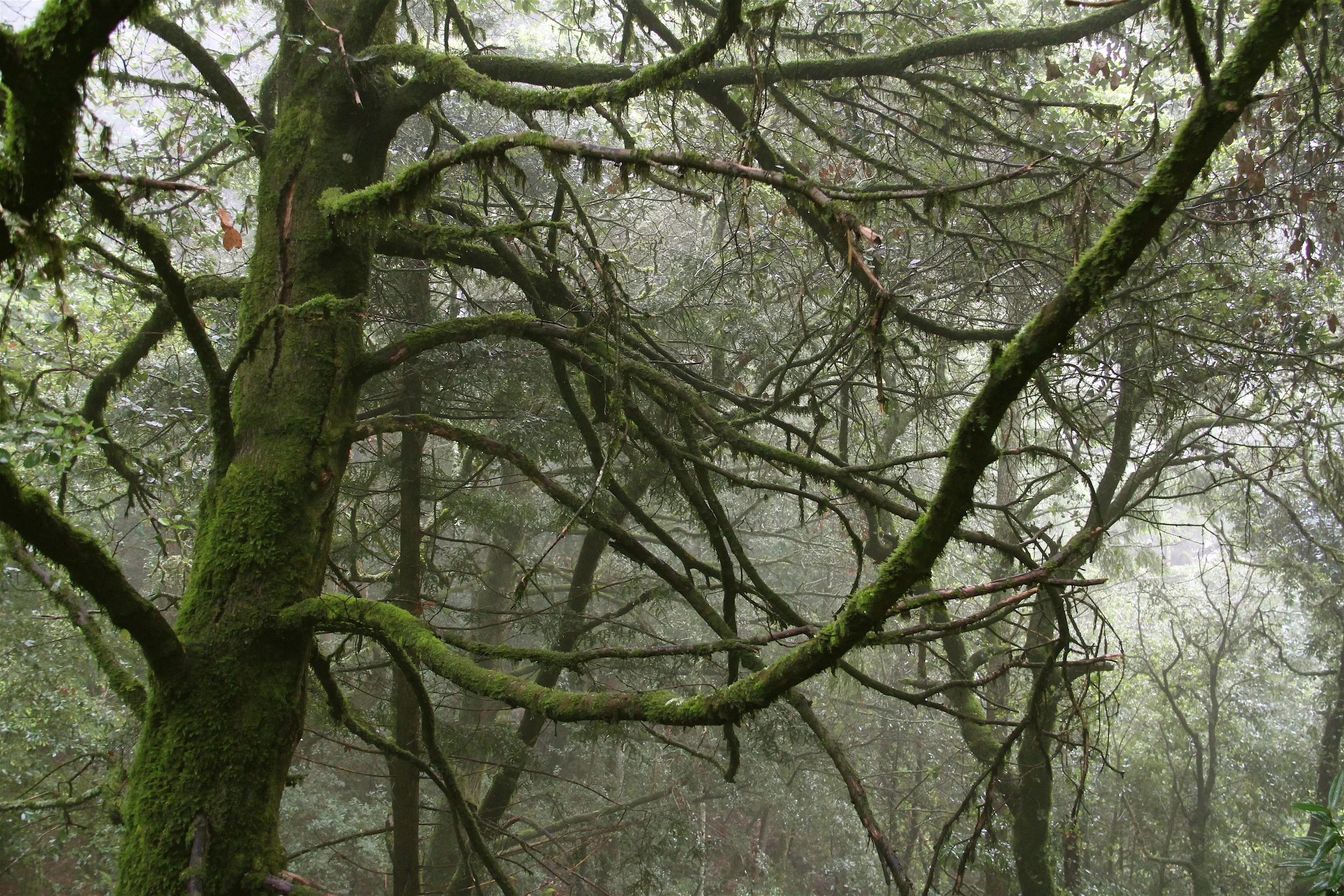 San Mateo County California