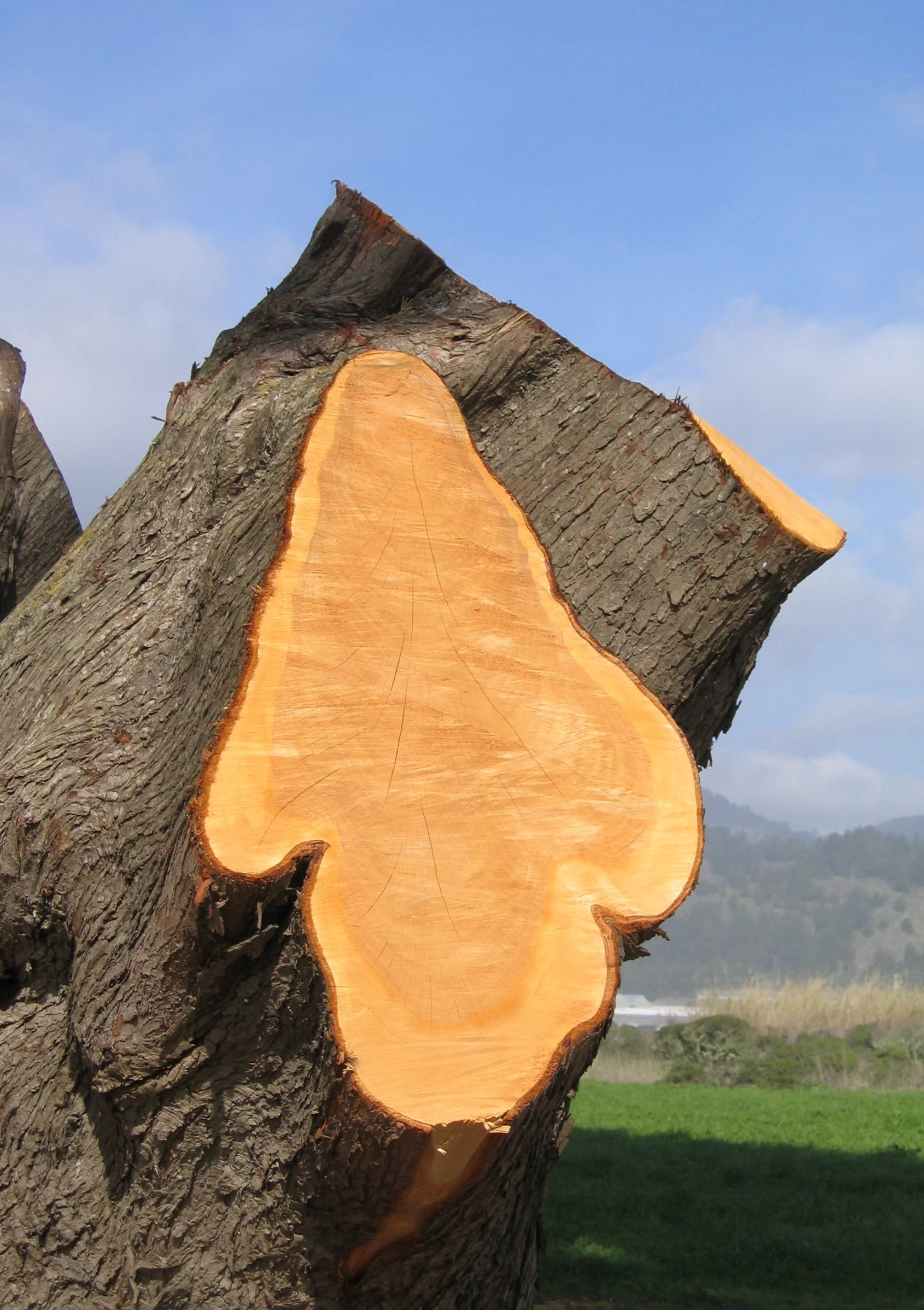 Cut Tree Half Moon Bay