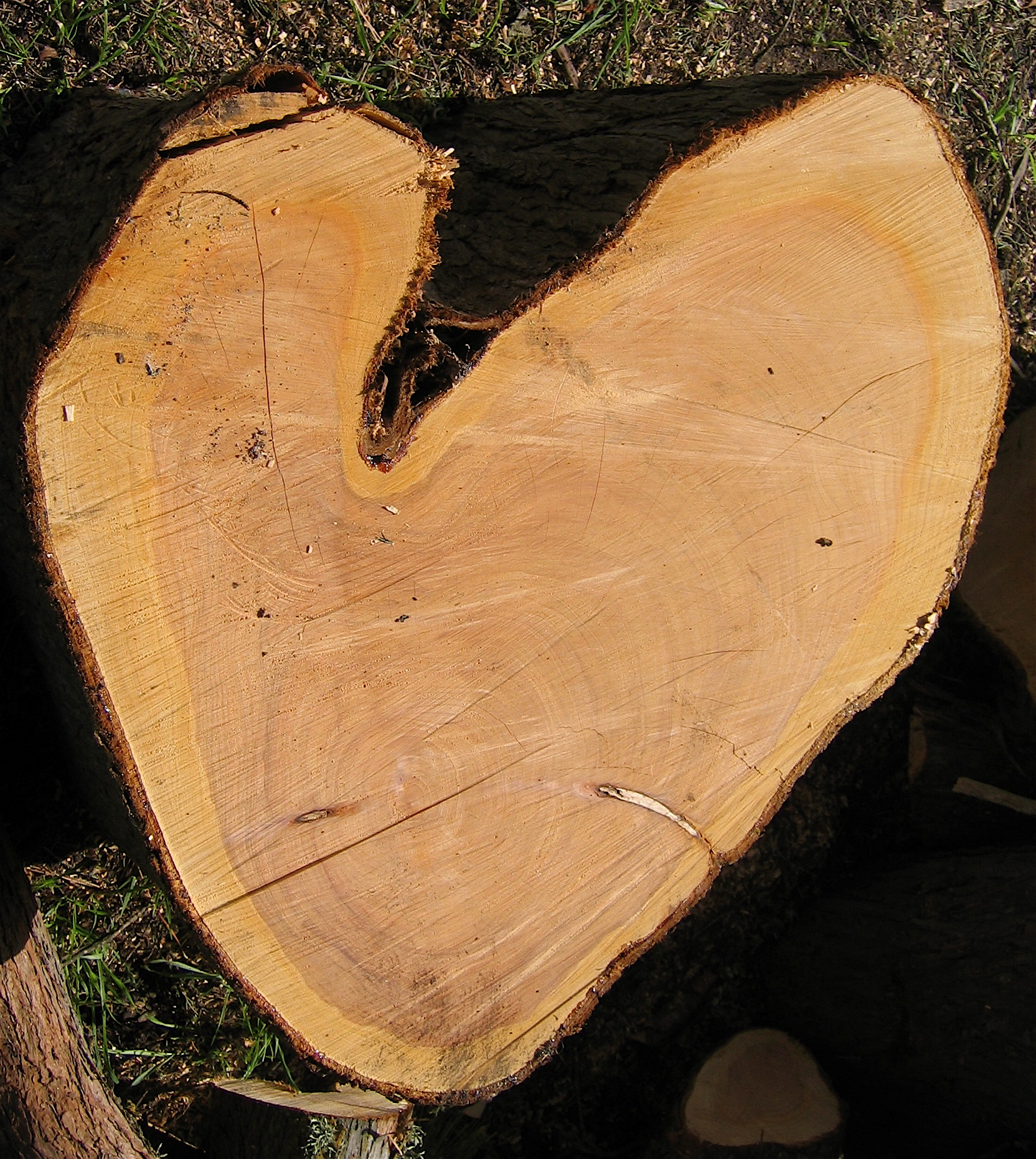 Cut Tree Half Moon Bay