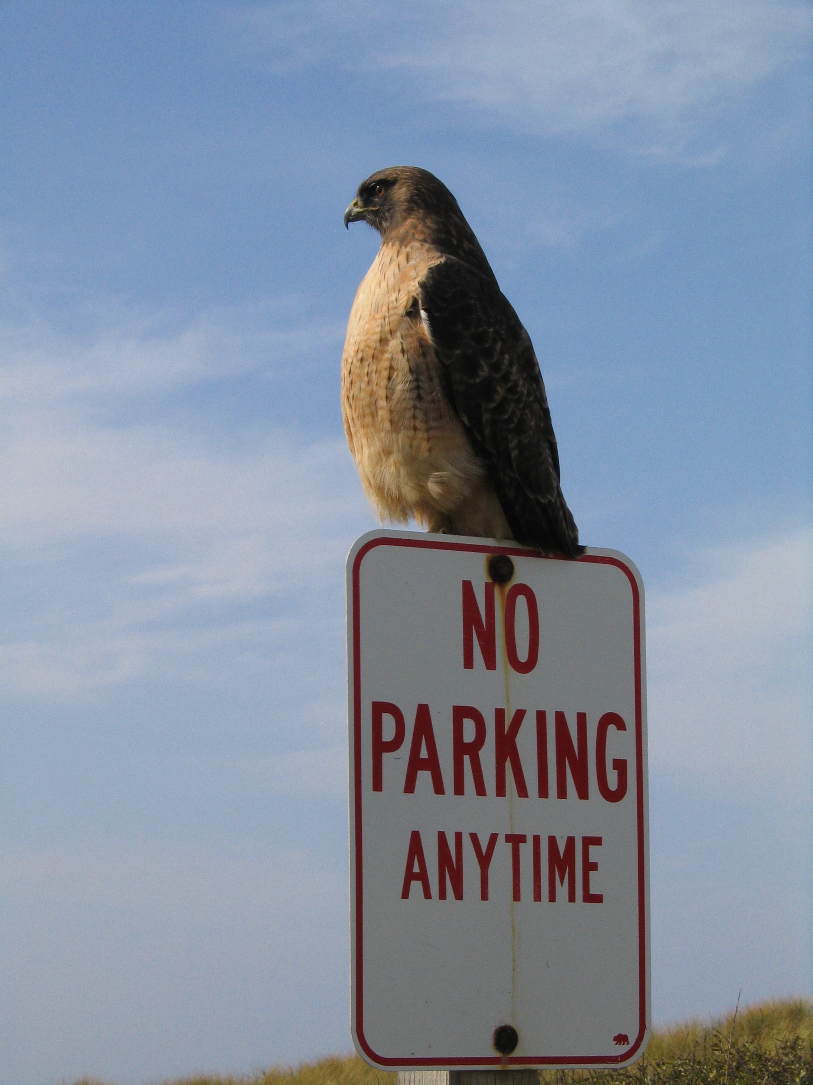 Red-Tailed Hawk Roosevelt Beach Parking Lot
