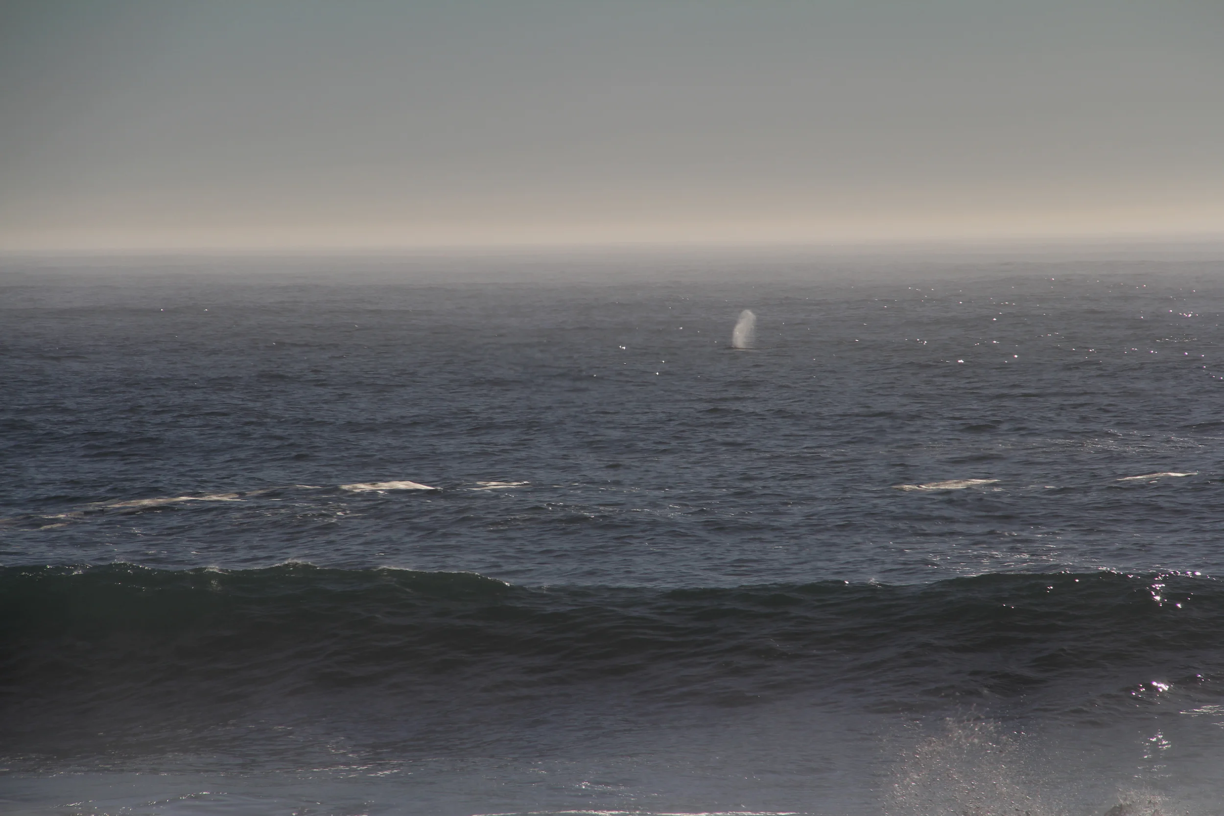 Whale Breath Big Sur
