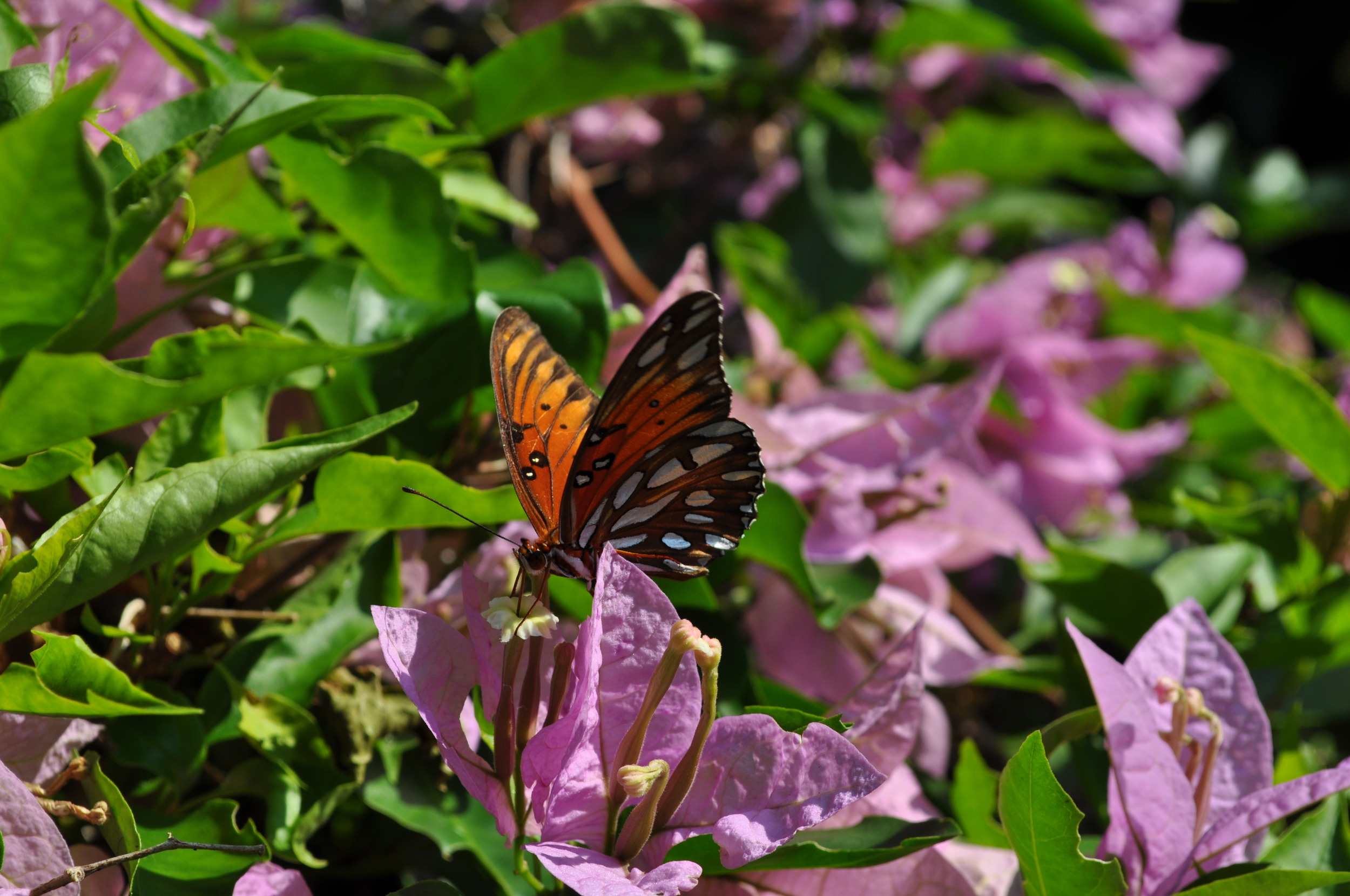 DSC_0424.JPG