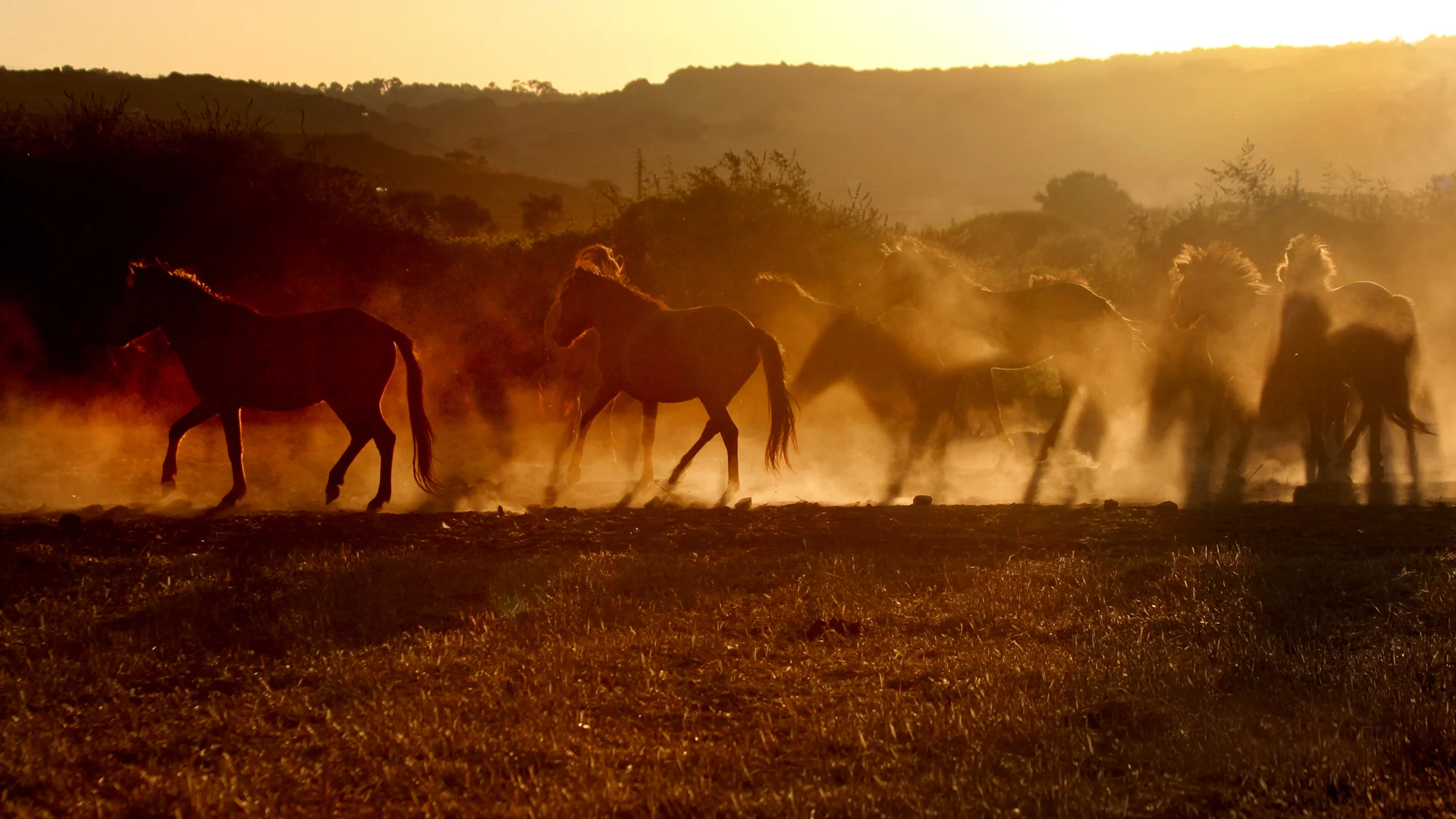 Horses on the island of Skyros, Greece. Photo: Jen Miller