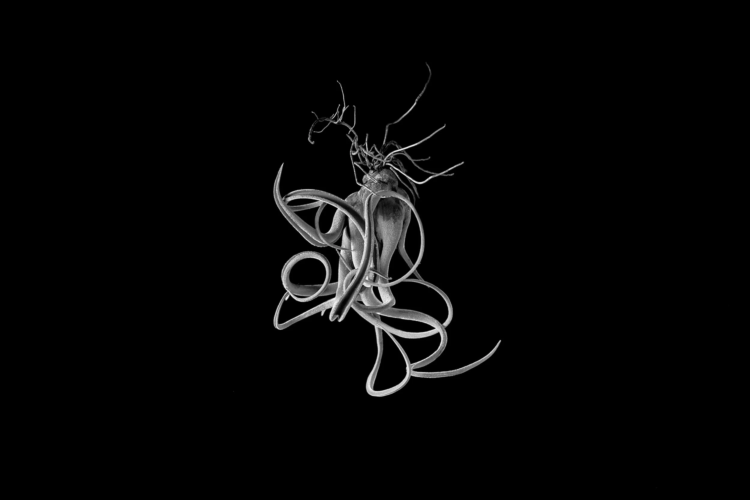 air plant.jpg