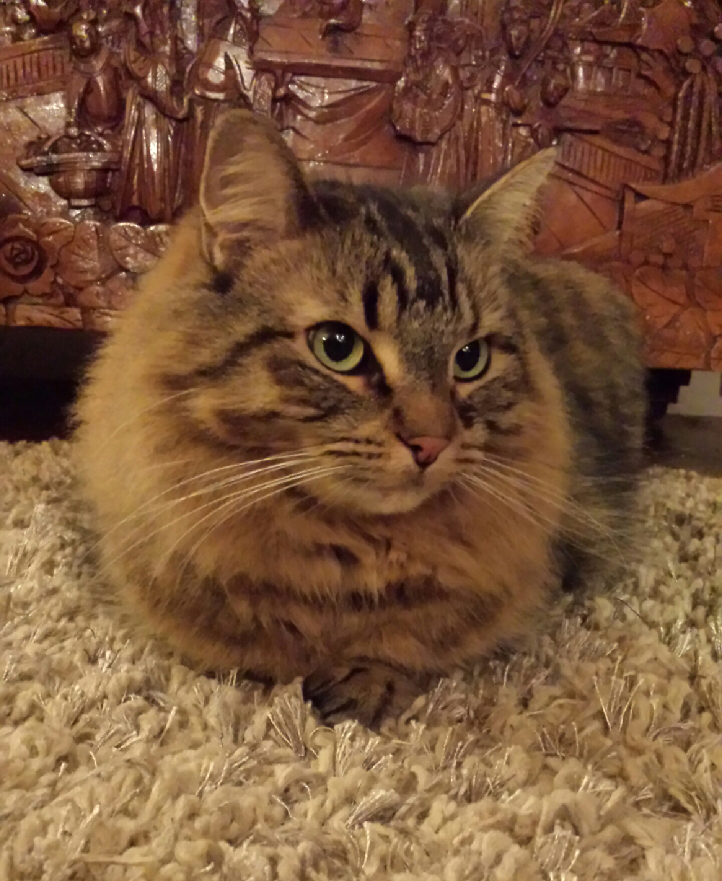 Gracie on carpet.jpeg