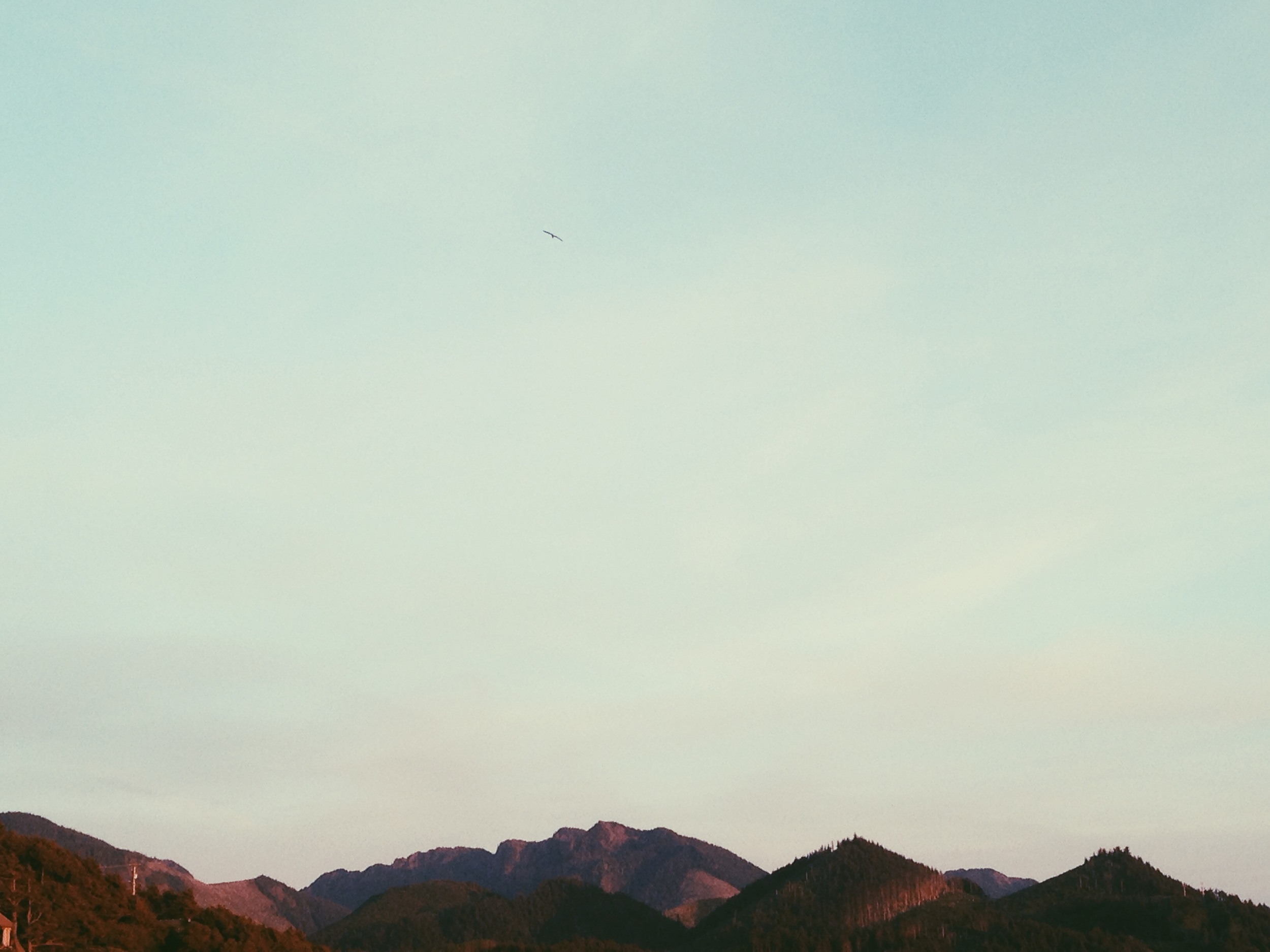 img.jpg