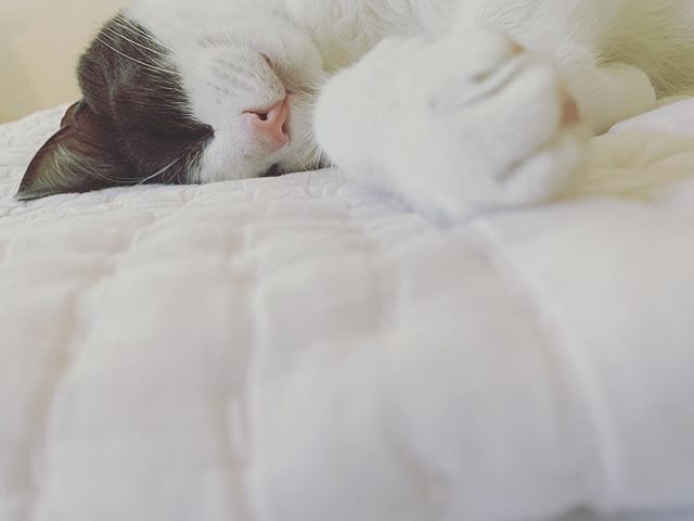 Relax. Be like Olive the cat.
