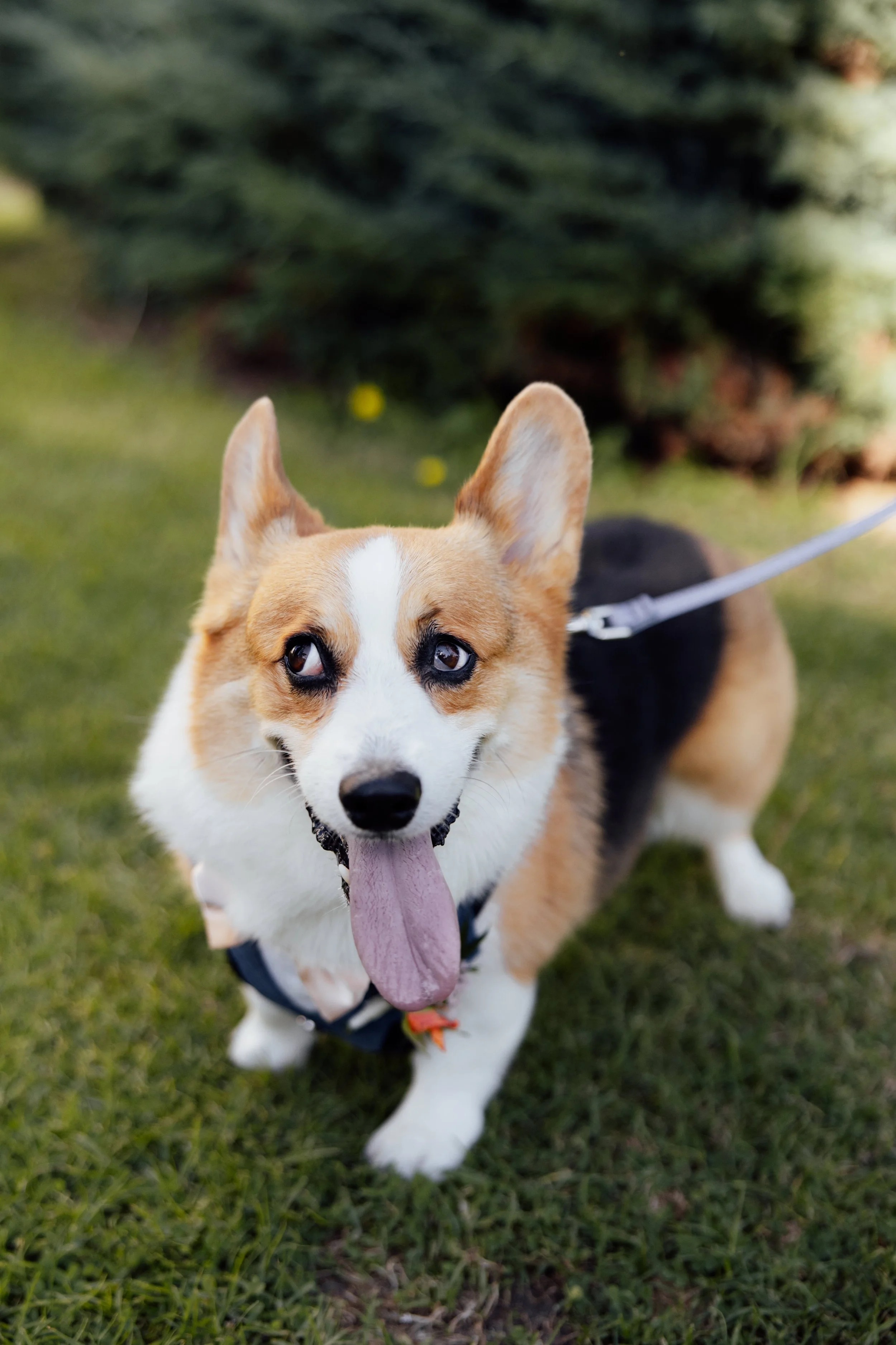 Dogs at the Santa Barbara Courthouse.jpg