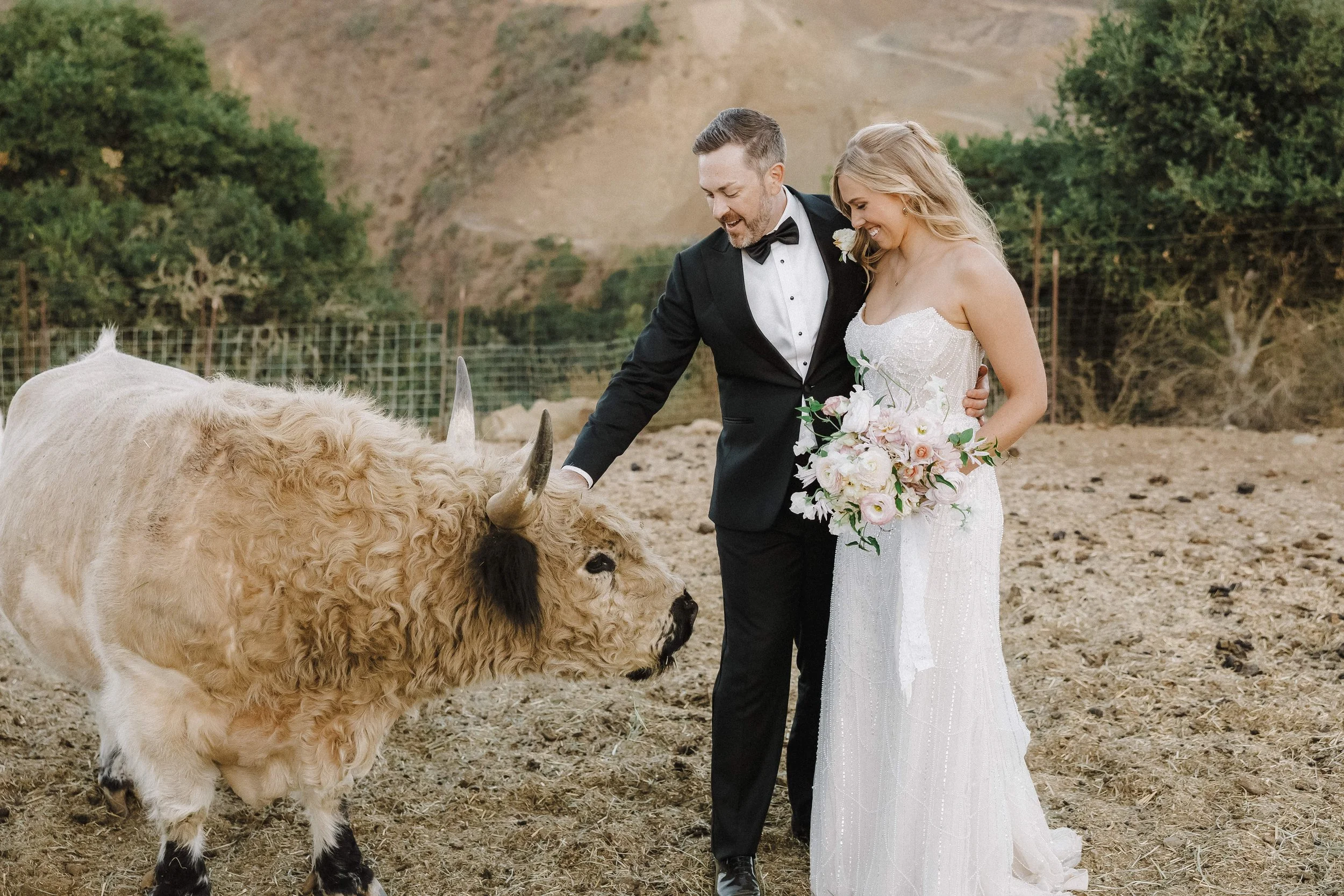Wedding couple pet a highland cow at their Santa Barbara Wedding