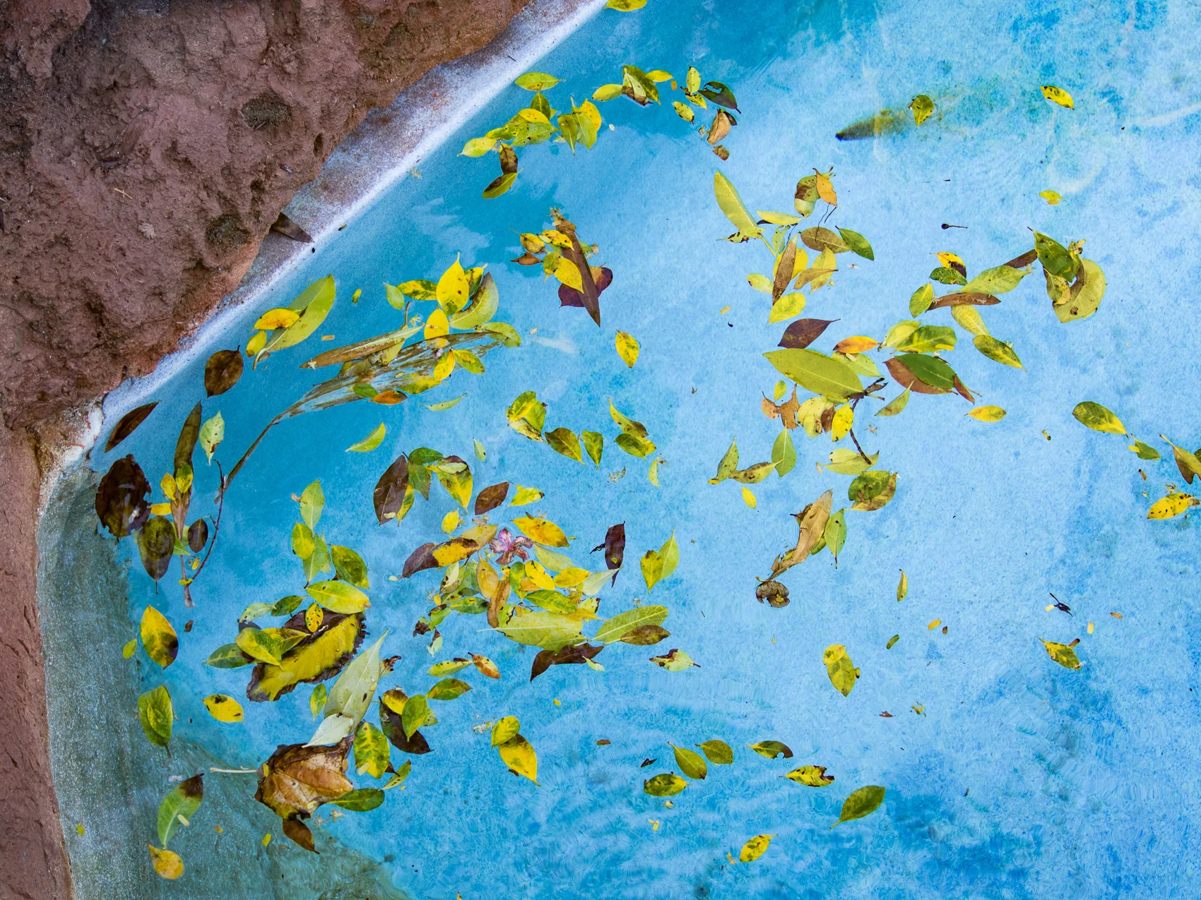 Yellow Leaves, Resort, Bahamas