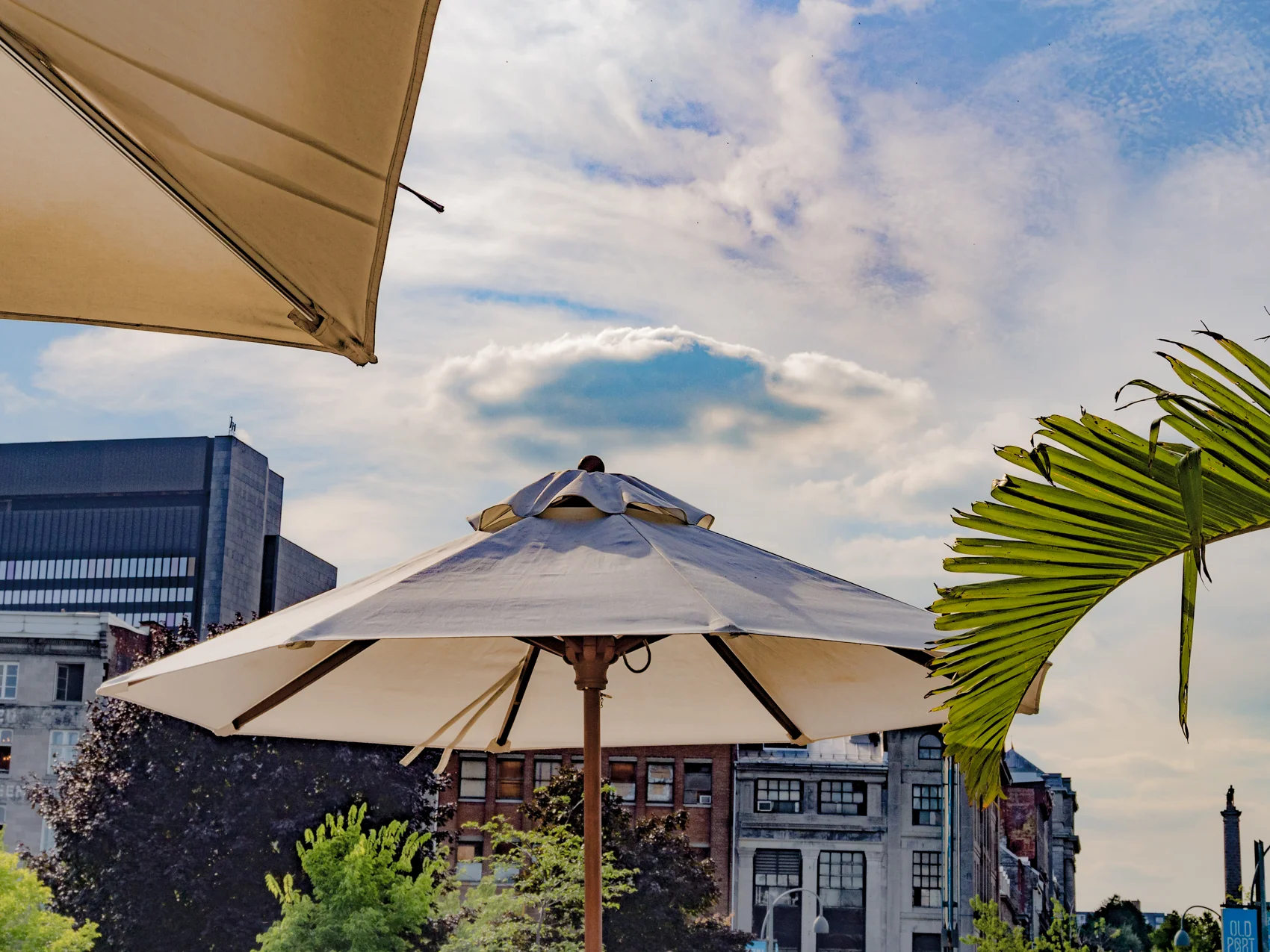 Umbrella and Palm, Montreal, Canada