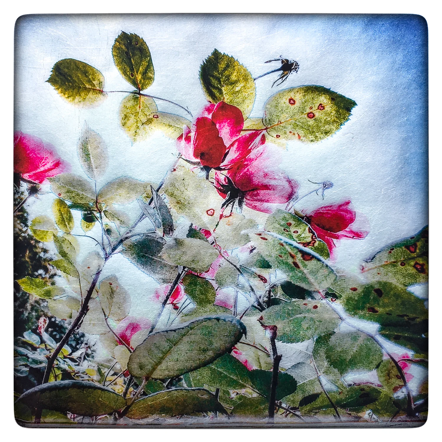 Roses From Below, Piermont NY 6"x 6" Pigment Print on Gilded Vellum (silver toned)