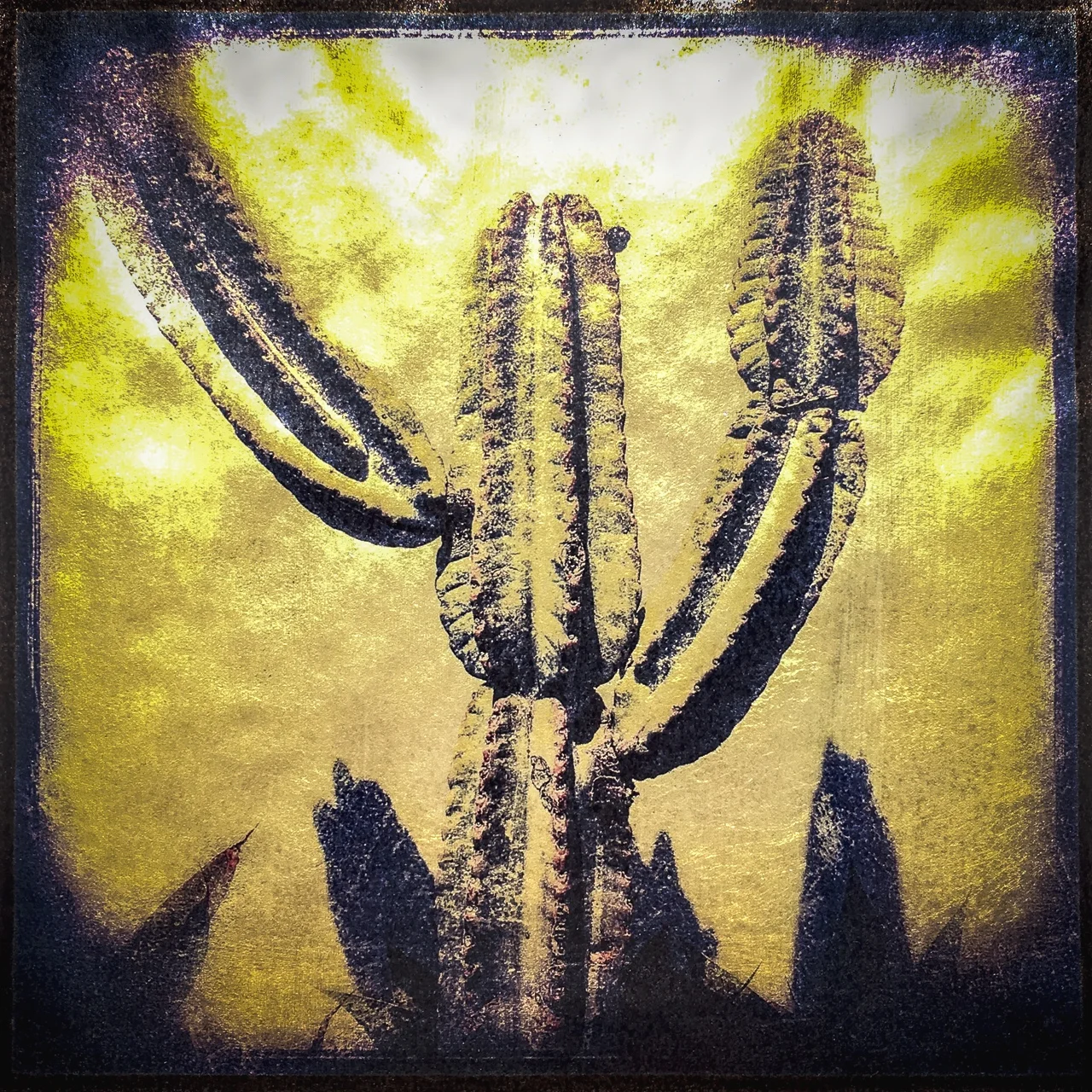 Saguaro, Franciscan Mission, Santa Barbara CA 6"x 6" Pigment Print on Gilded Vellum (gold toned)