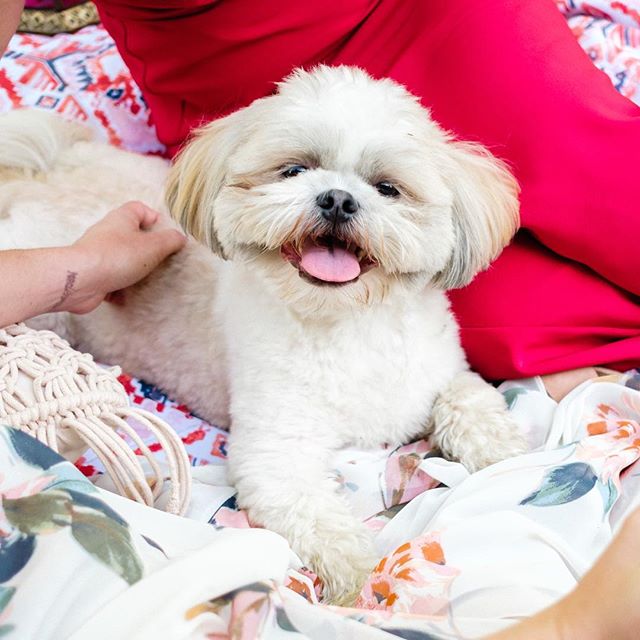 We’ve had multiple conversations in the shop about whether or not #chewychomphartman needs a bow tie for such occasions when he decides to make a styled shoot appearance and steal the show. What do you think? 🐶❤️🐶 Comment 👇🏻
.
.
.
Venue: @theestatenewalbany
Photography: @styleandstory
Rentals: @lostandfoundrentals
Florals: @vesselfloralevents
Signage: @scriptonefour
Hair & MU: @thebridebar
Dresses: @shopgildedsocial
Suits: @pursuityourself
Macrons: @honeyedconfections
DJ: @joshstaleyproductions
Models: @eventshelddear, @perfectlyplanned_weddings & @yourweddingperfectlyplanned, @hearenee of @aidenandgrace/@mmjevents, @trutner & @rqhartman2 of @shopgildedsocial
.
.
.
#bridesmaids #bridesmaid #614bride #columbusohio #ohiobride #columbusbride #cbusweddings #columbusweddings #bridetribe #misstomrs #pursuepretty #shoplocal #fancydress #futuremrs #shihtzusofinstagram #shihtzu #columbusalive #expcols #asseenincolumbus #gildedtribe #styledshoot #summerwedding #shoppup #shopdog #jennyyoo #theiacouture #gimmeallthecolor #tsgcolumbus #dogmodel
