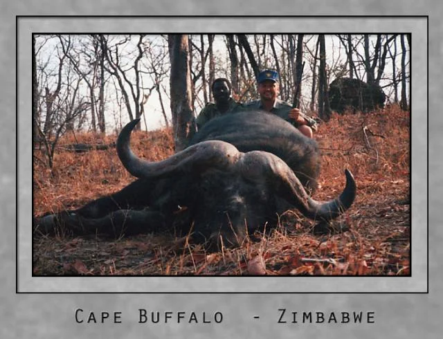 cape buffalo.jpg