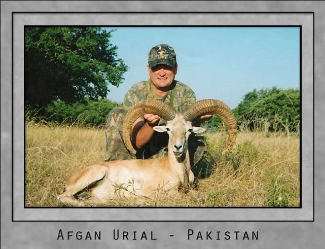 Afgan Urial.jpg