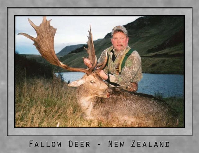 Fallow Deer.jpg