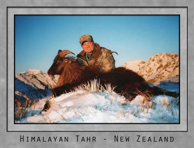 Himalayan Tahr.jpg