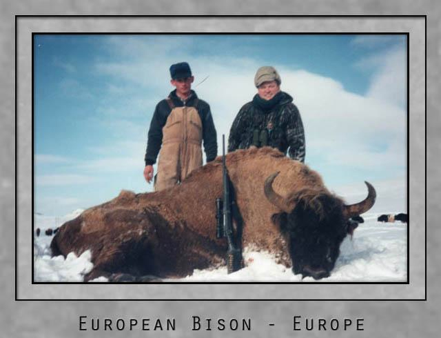 European Bison.jpg