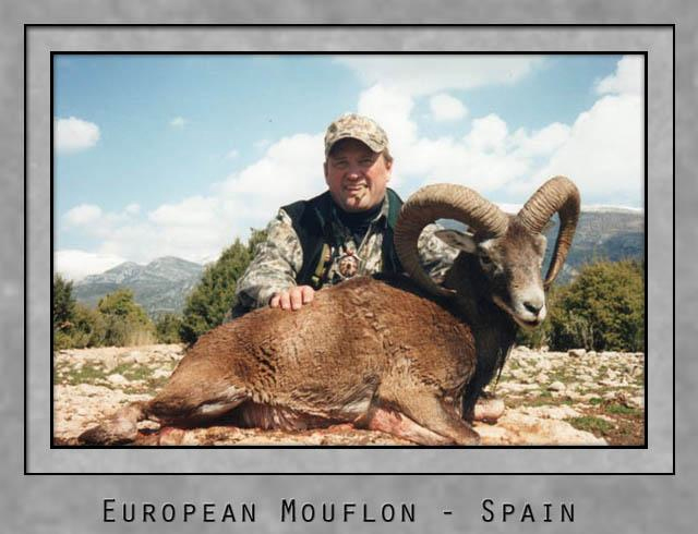 European Mouflon.jpg