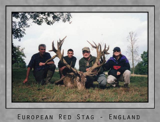 European Red Stag.jpg