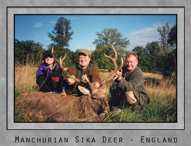 Manchurian Sika Deer.jpg