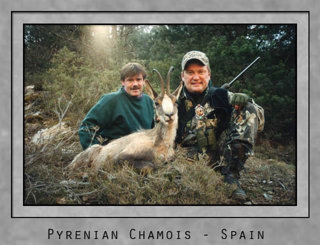 Pyrenian Chamois.jpg