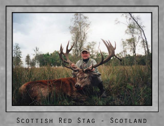 Scottish Red Stag.jpg