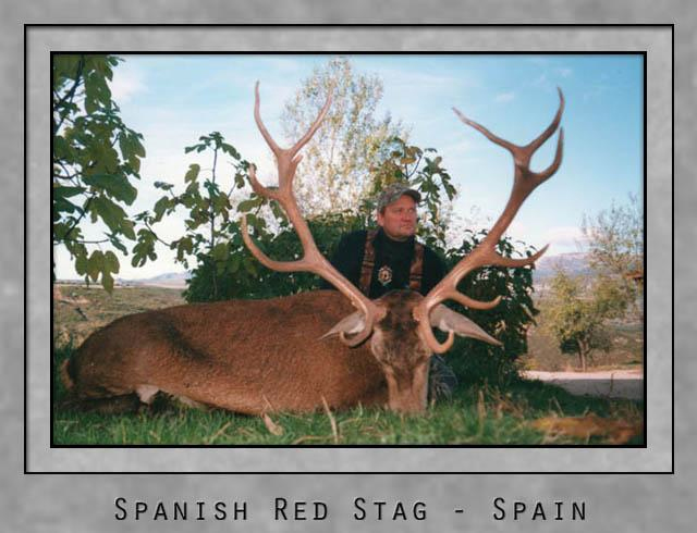 Spanish Red Stag.jpg