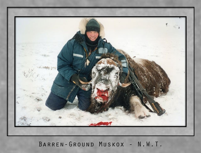 barren ground muskox.jpg